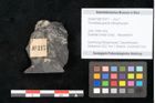 Foto (Objekt + Etikett) von Thinnfeldia gracilis Ettingshausen (NHMW-GEO-2024-0188-10317)